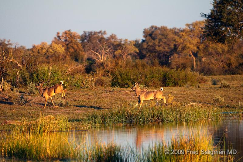 20090617_183259 D300 X1.jpg - Greater Kudus running and jumping